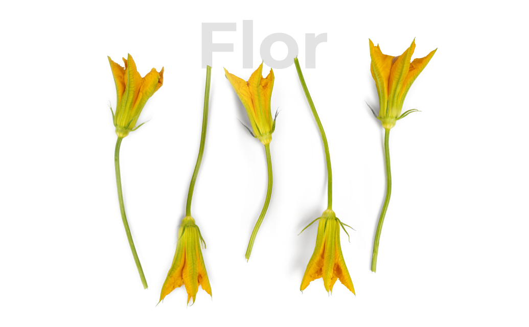 flor de calabacin